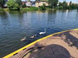 Mainschwimmen Juni 2026